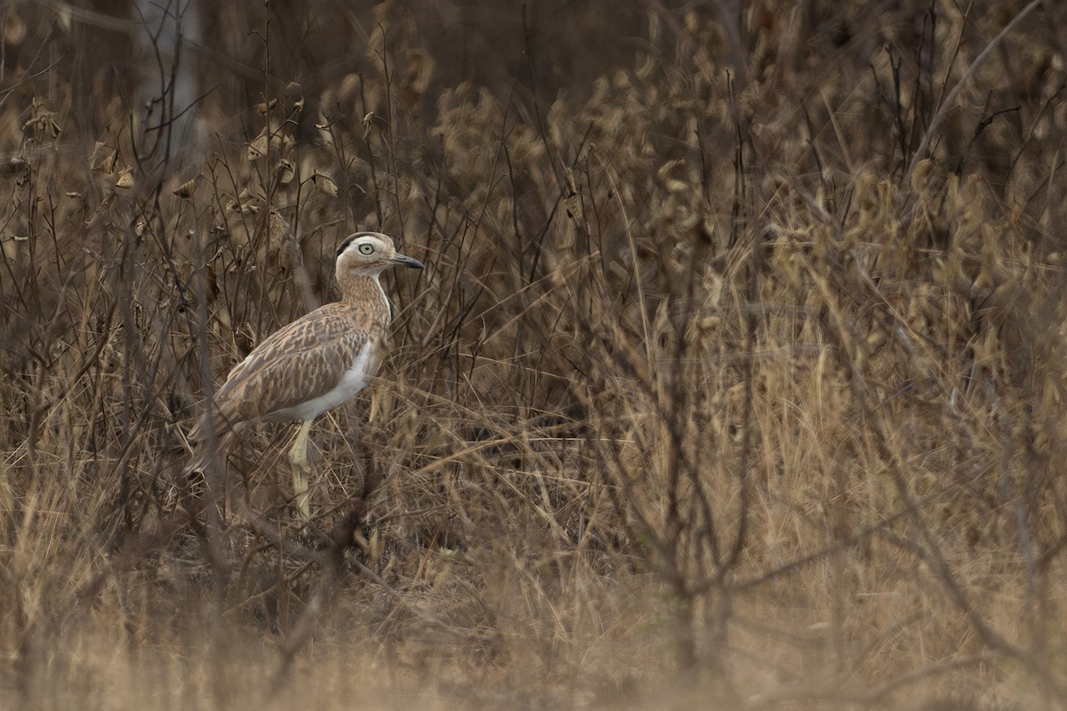 Double-striped Thick-knee - ML646420053