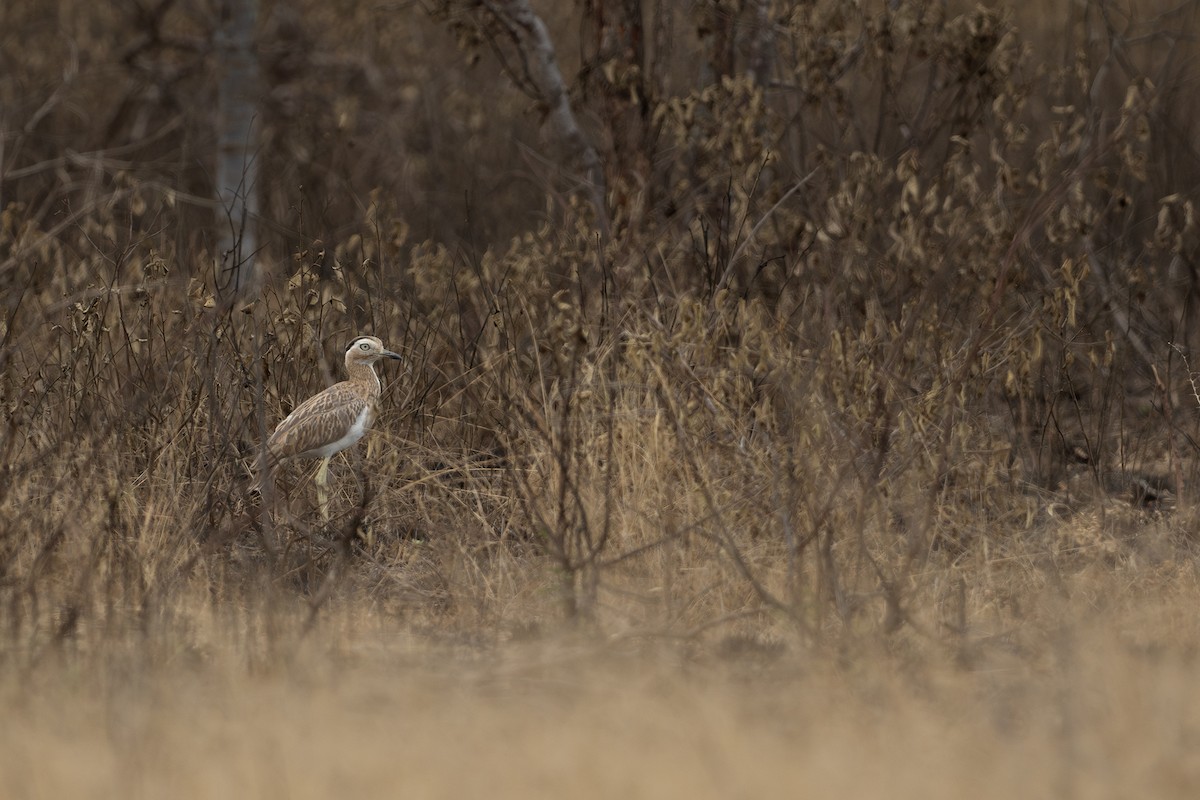 Double-striped Thick-knee - ML646420054