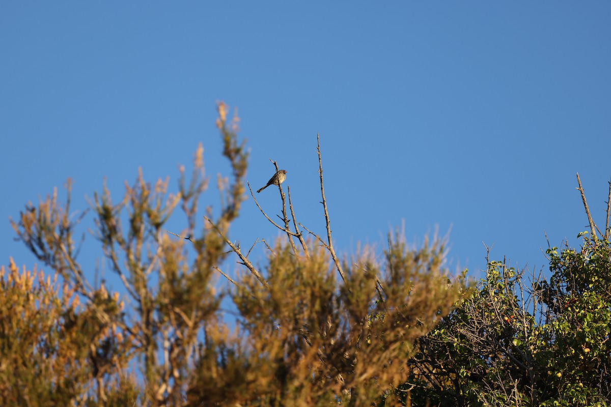 Black-chinned Sparrow - ML646420055