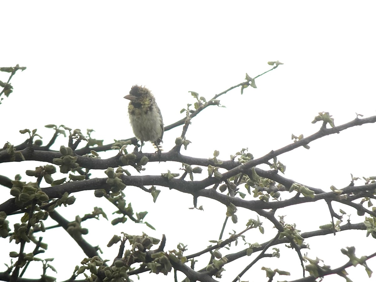 D'Arnaud's Barbet - ML646420056