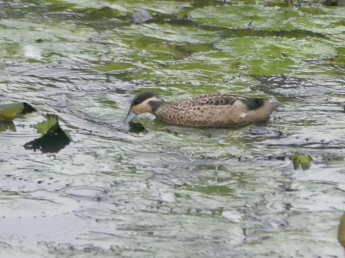 Zertzeta hotentota - ML646420057