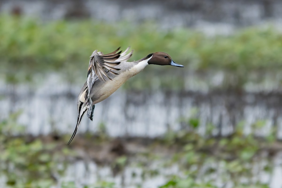 Ahate buztanluzea - ML646420058