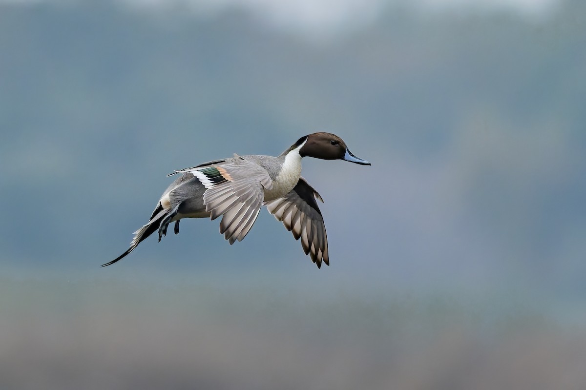 Ahate buztanluzea - ML646420059