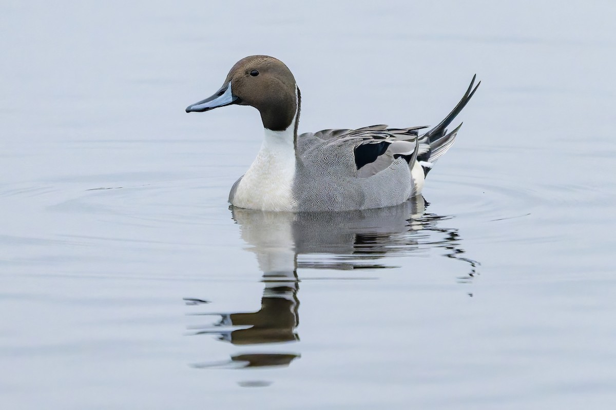 Ahate buztanluzea - ML646420060