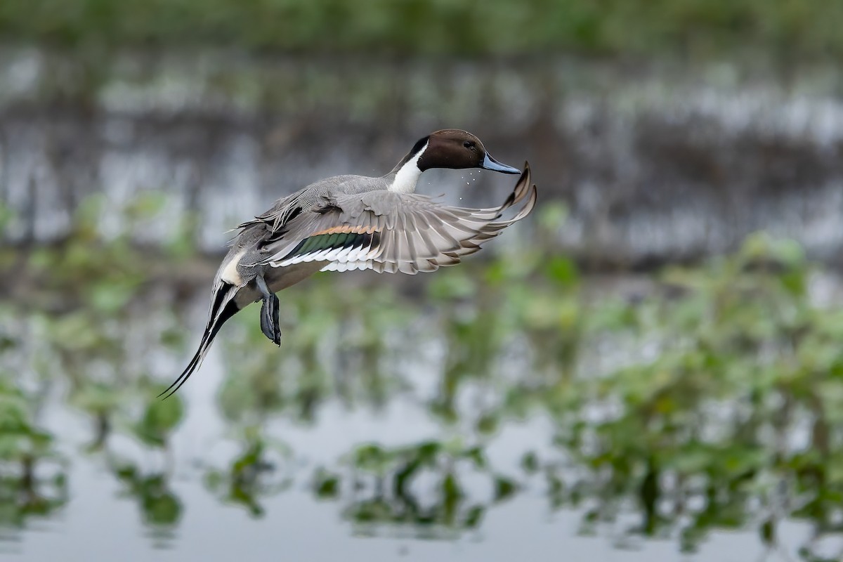 Ahate buztanluzea - ML646420061