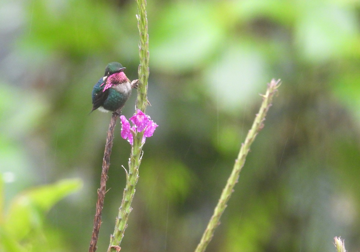 Gorgeted Woodstar - ML646420062