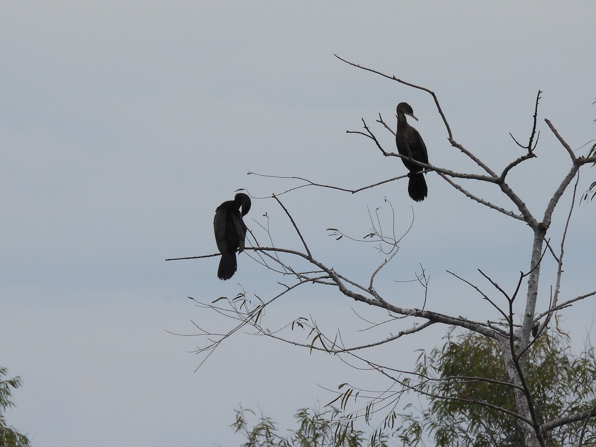 Ubarroi belarriduna - ML646420063