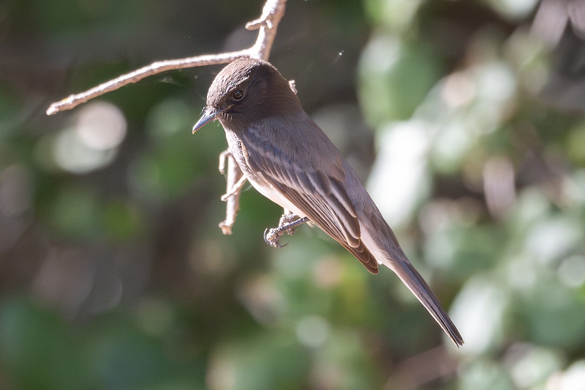 Black Phoebe - ML646420064
