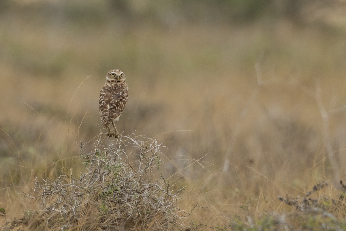 Burrowing Owl - ML646420065