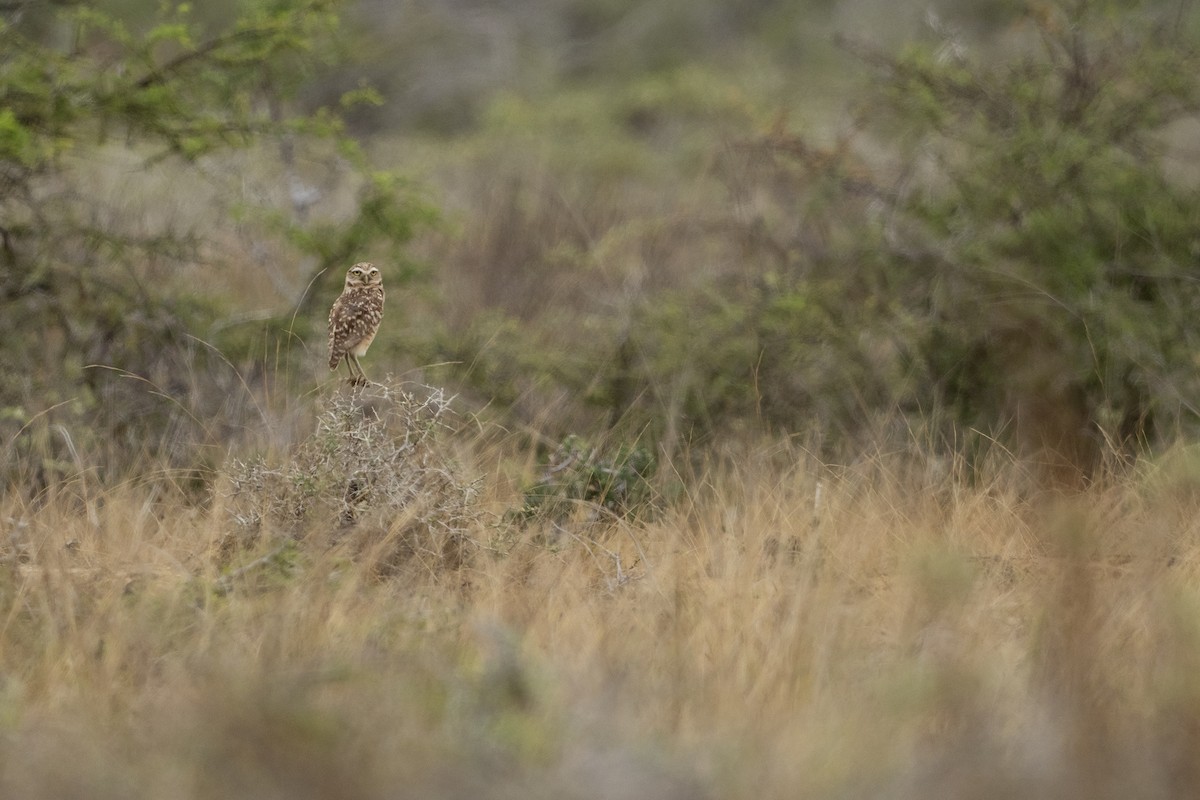 Burrowing Owl - ML646420066