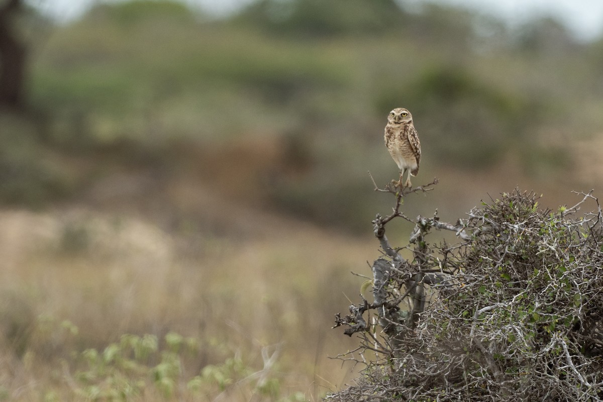 Burrowing Owl - ML646420067