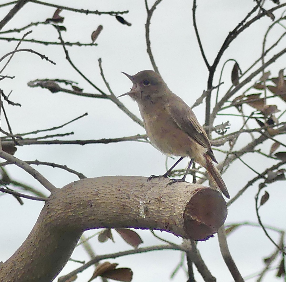 Buztanbeltz ipurgorria - ML646420068