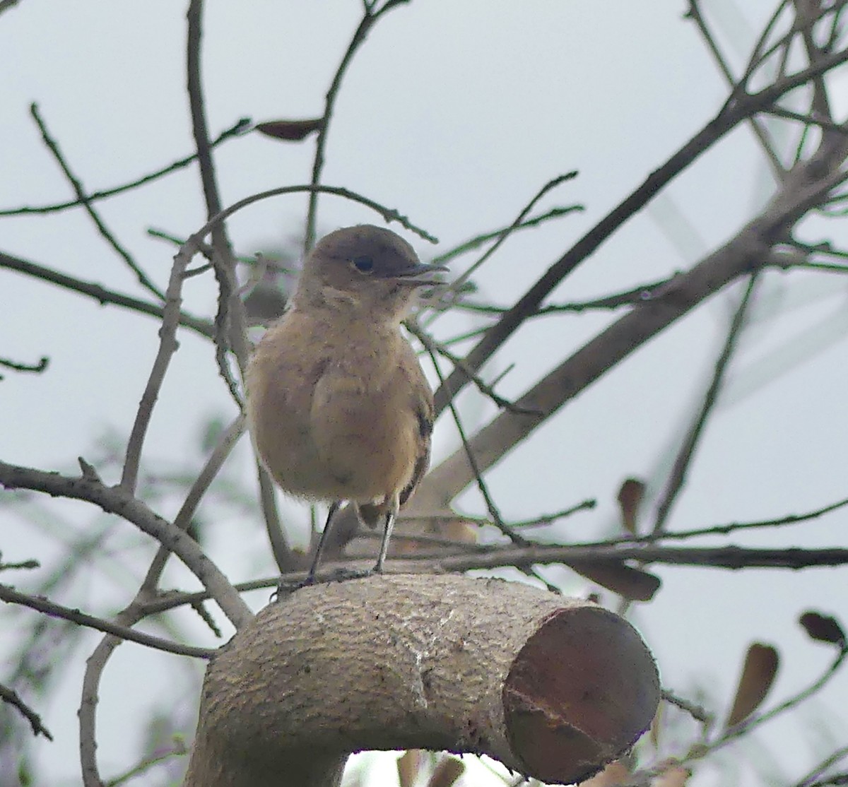 Buztanbeltz ipurgorria - ML646420069