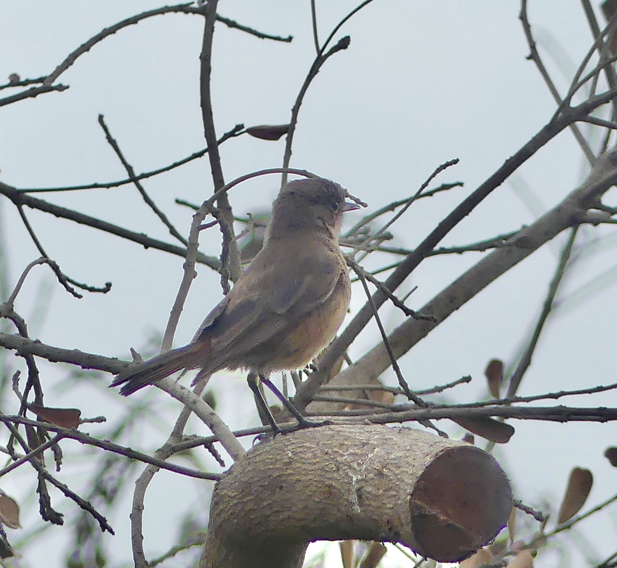 Buztanbeltz ipurgorria - ML646420070