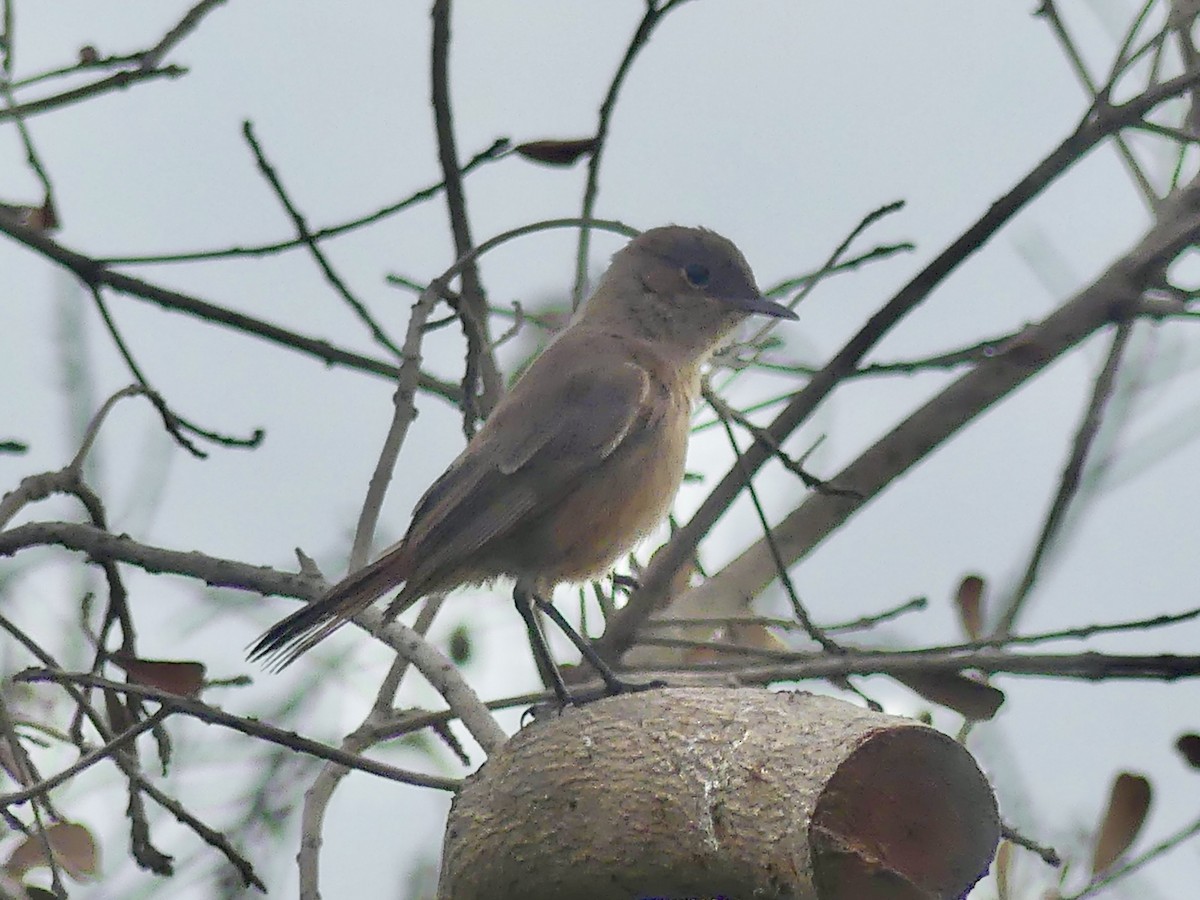 Buztanbeltz ipurgorria - ML646420071