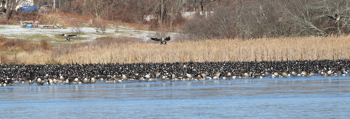 Branta kanadar handia - ML646420072