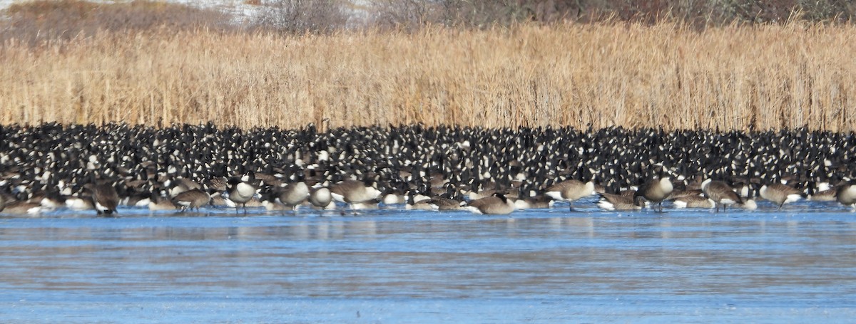 Branta kanadar handia - ML646420073