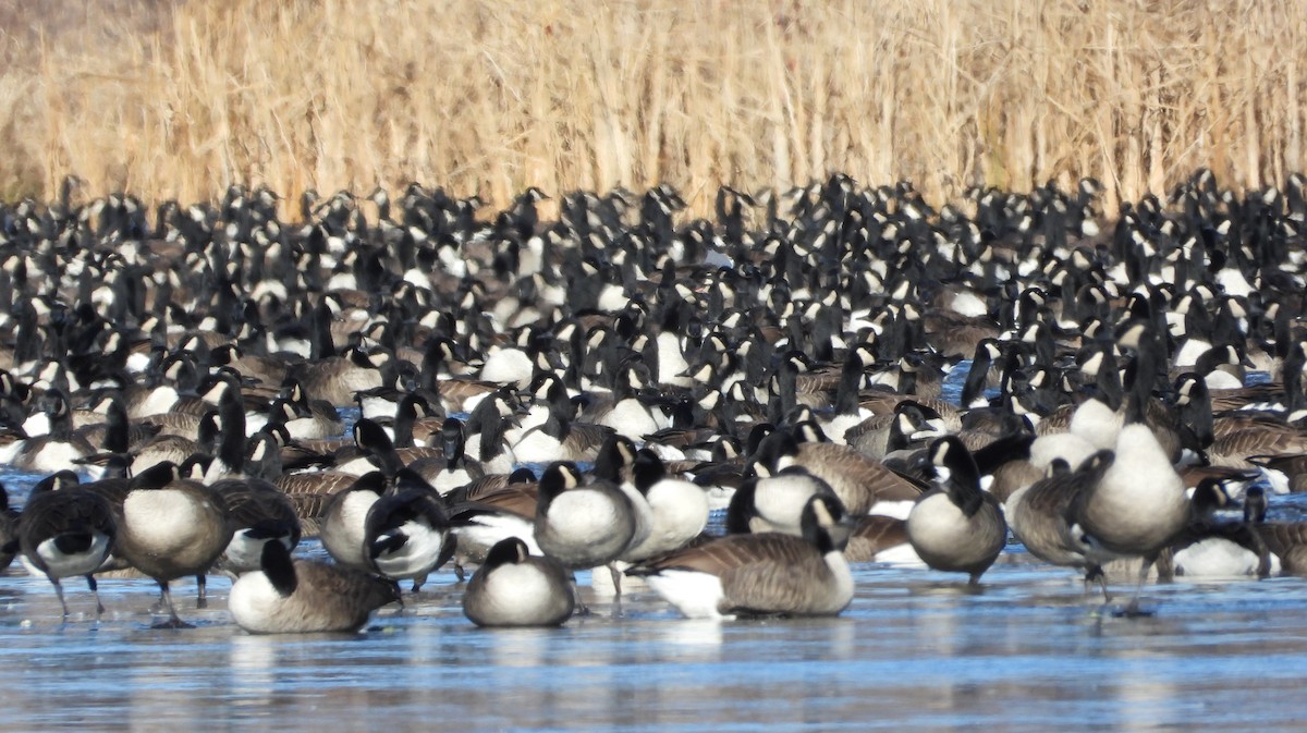 Branta kanadar handia - ML646420074