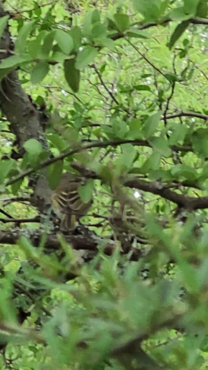 Pearly-vented Tody-Tyrant - ML646420075