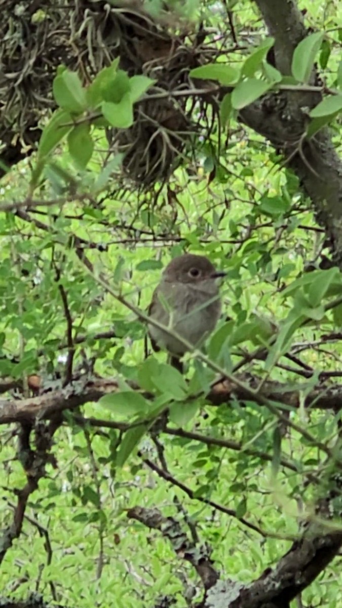 Pearly-vented Tody-Tyrant - ML646420076