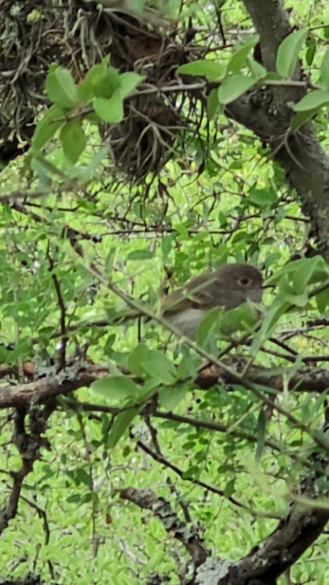 Pearly-vented Tody-Tyrant - ML646420077