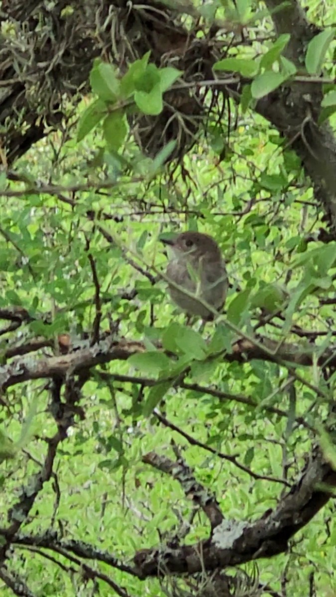 Pearly-vented Tody-Tyrant - ML646420078