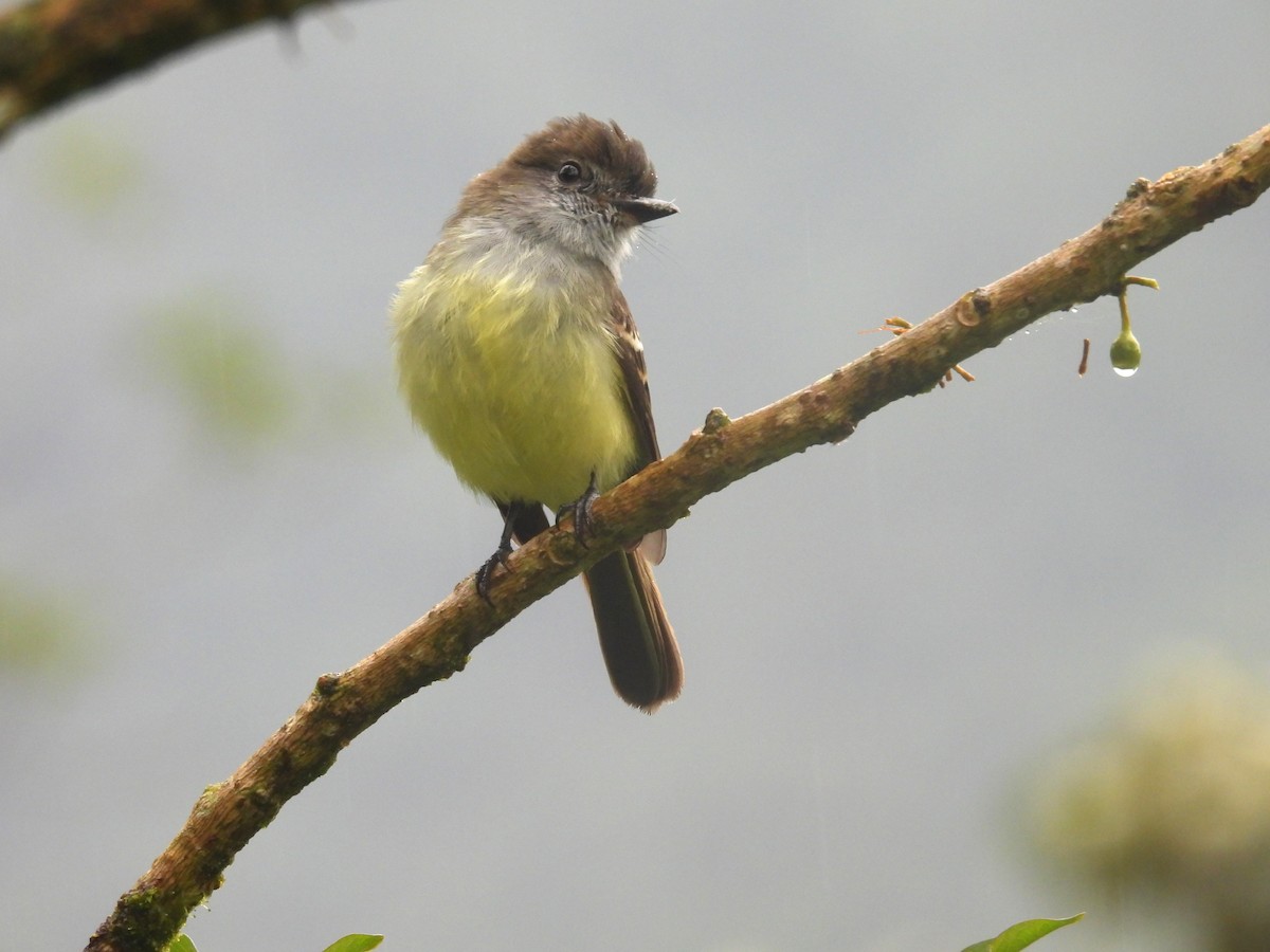 Pale-edged Flycatcher - ML646420080