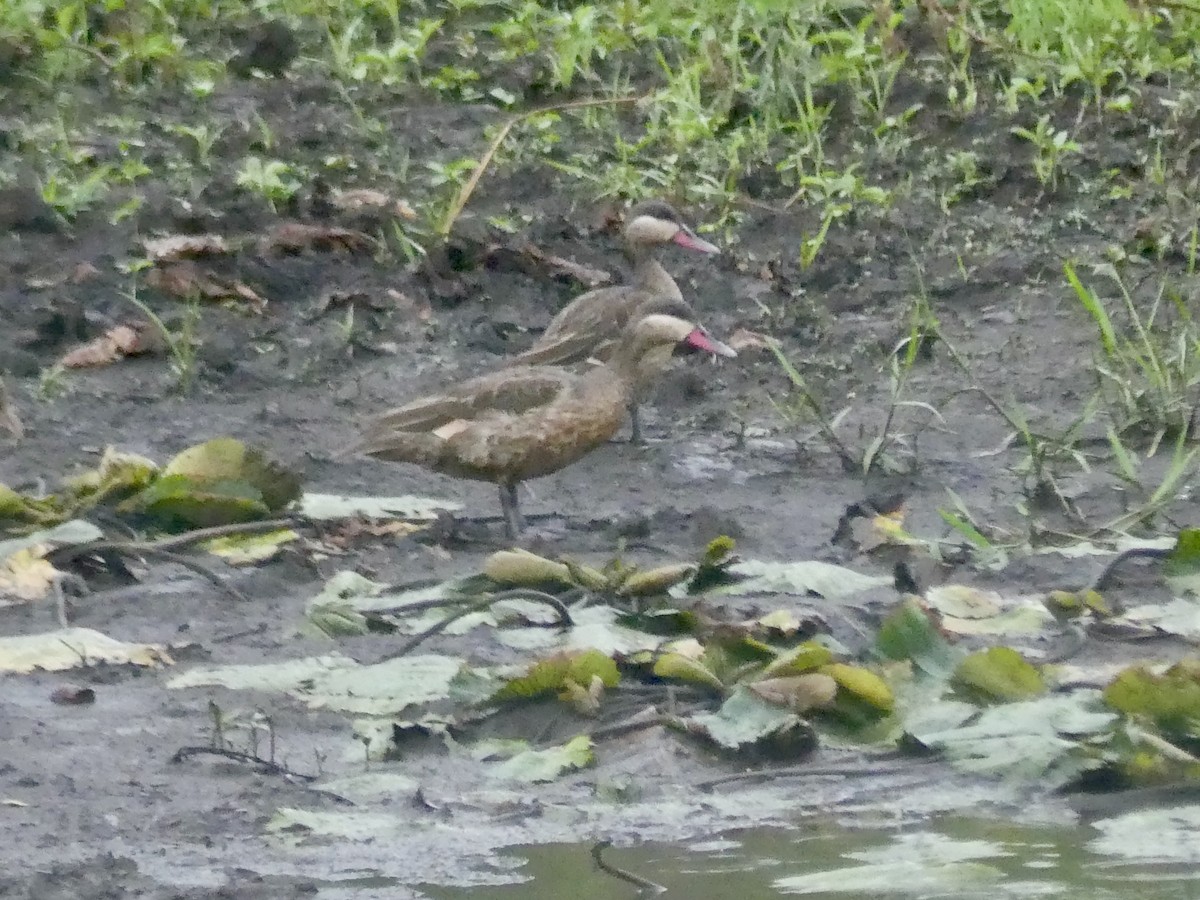 Ahate mokogorria - ML646420081