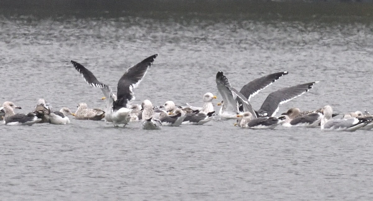 Lesser Black-backed Gull - ML646420083