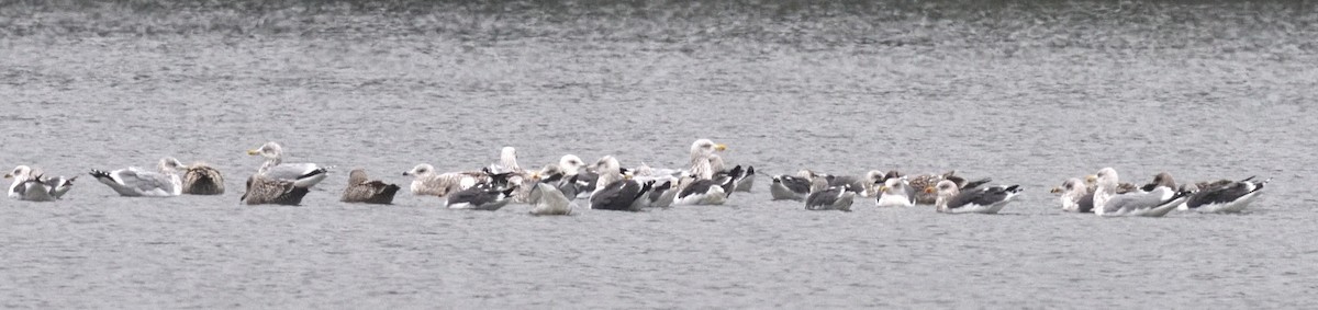 Lesser Black-backed Gull - ML646420084