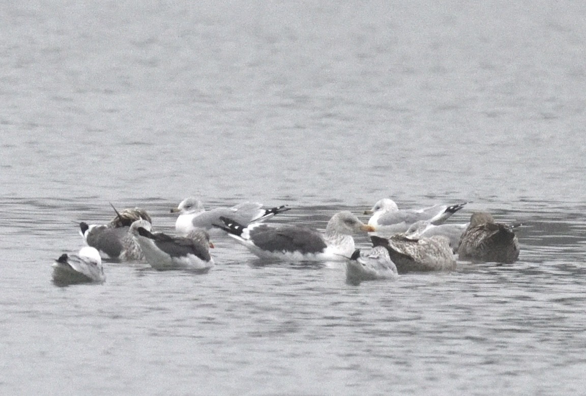 Lesser Black-backed Gull - ML646420085