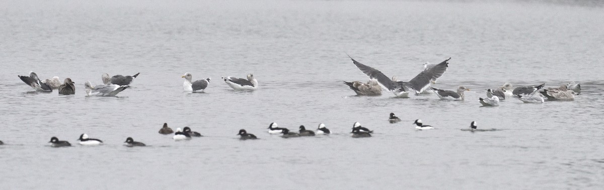 Lesser Black-backed Gull - ML646420086