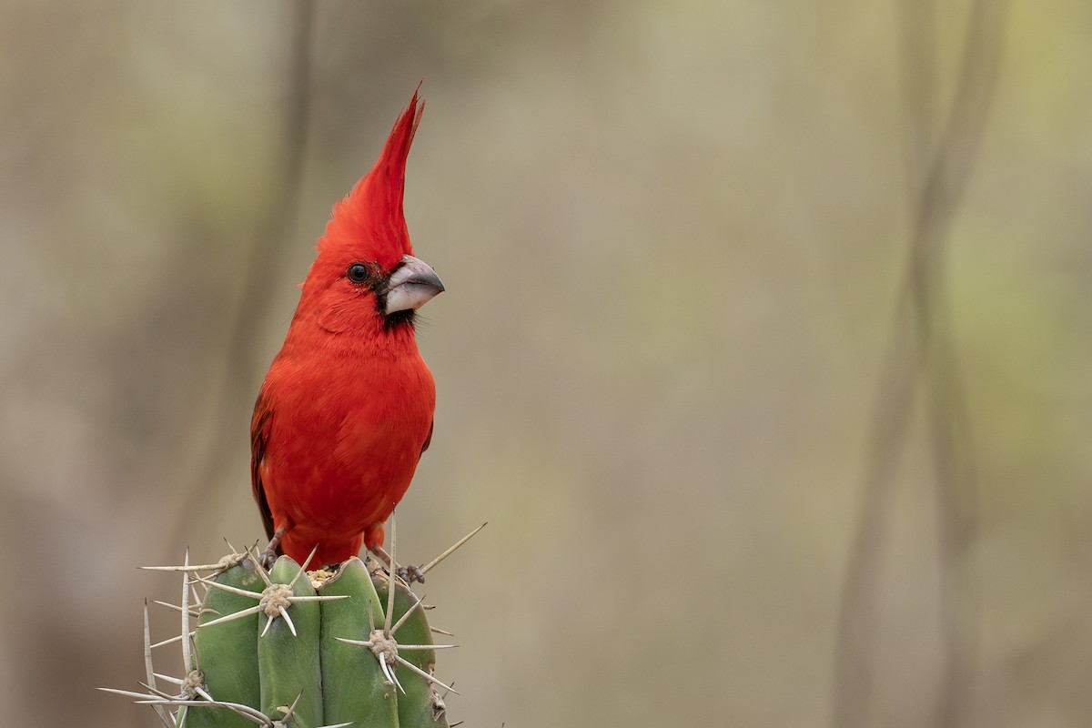 Cardinal vermillon - ML646420089