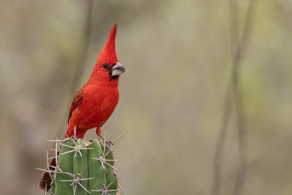 Cardinal vermillon - ML646420090