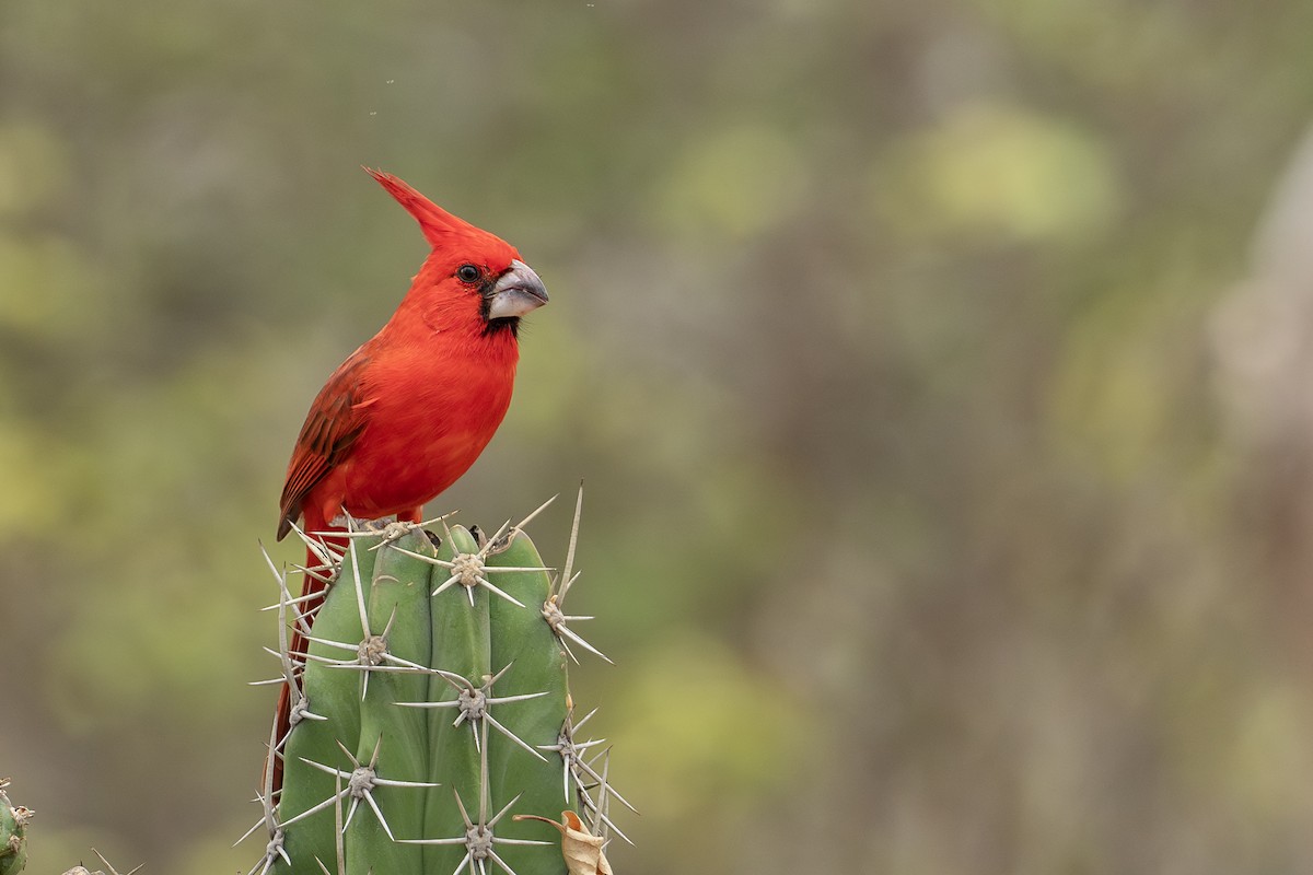 Cardinal vermillon - ML646420091