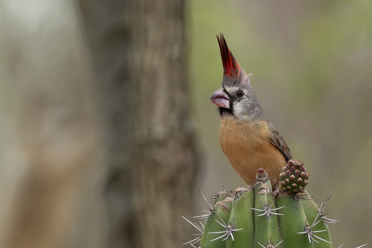 Cardinal vermillon - ML646420092