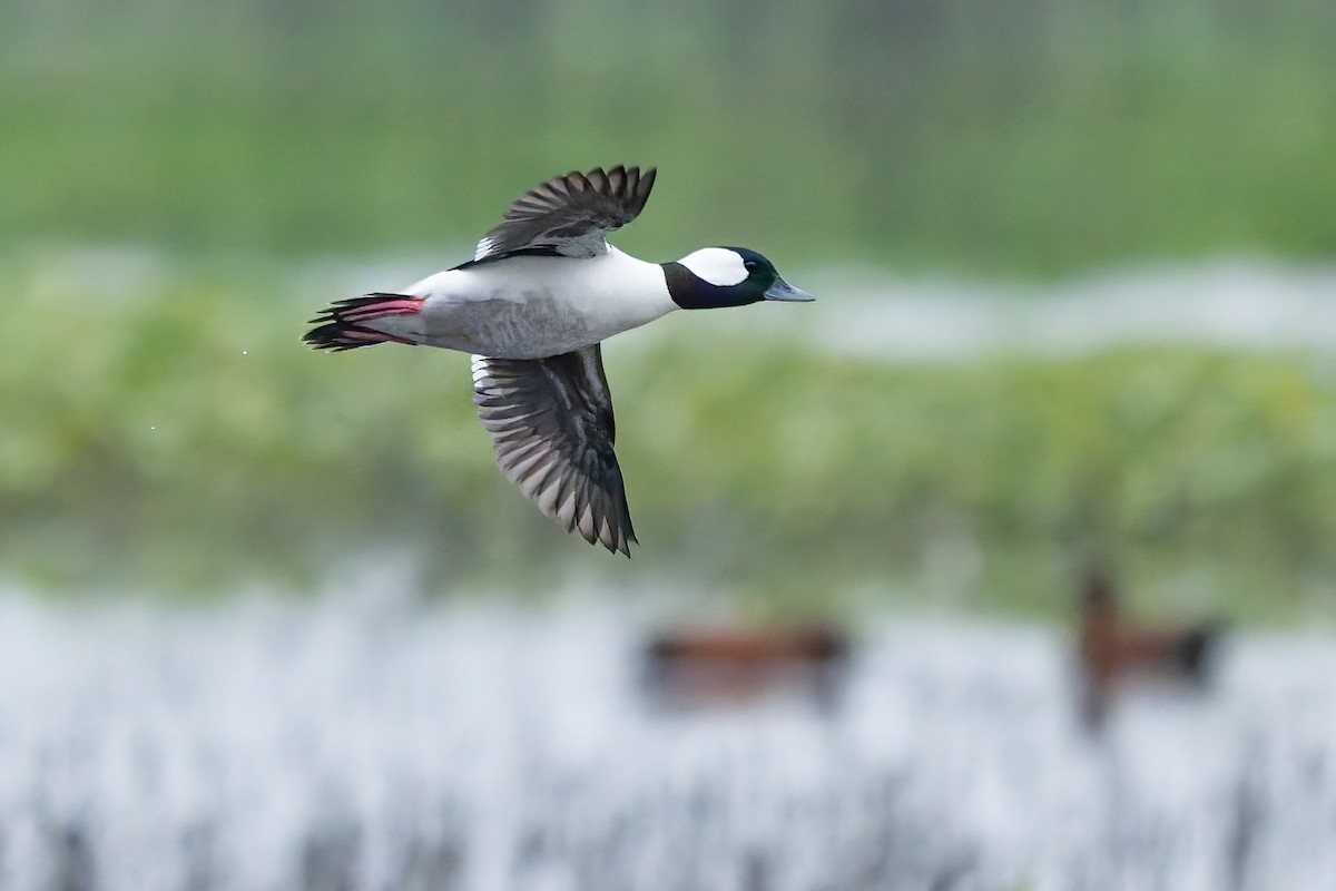 Bufflehead - ML646420095