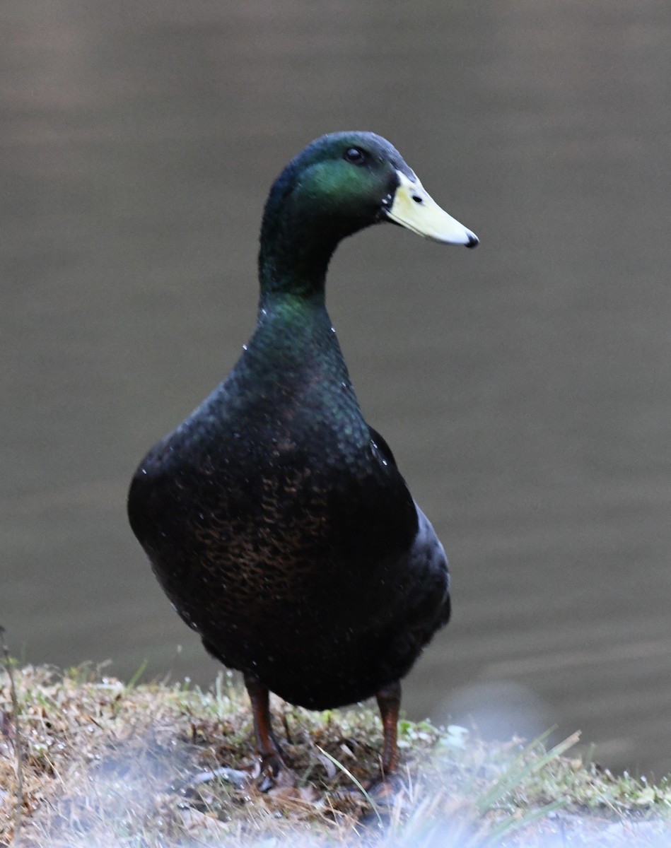 マガモ（アヒル、家畜） - ML646420101