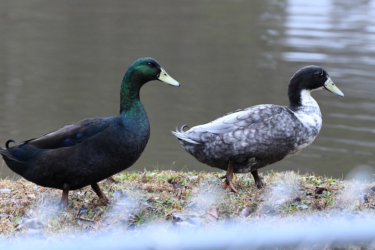 マガモ（アヒル、家畜） - ML646420102