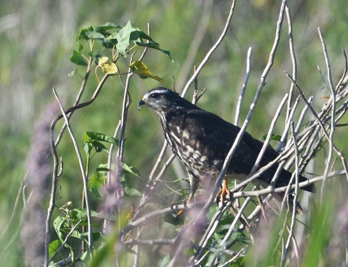Snail Kite - ML646420106