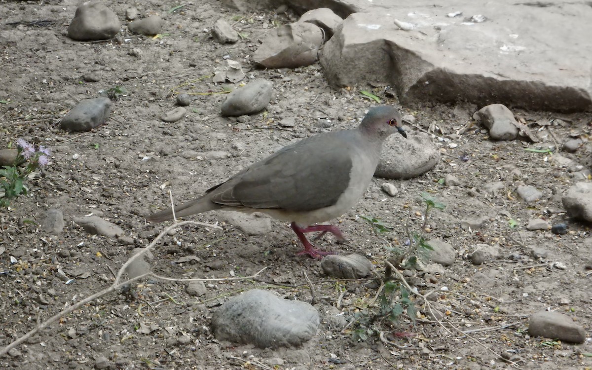 White-tipped Dove - ML646420114
