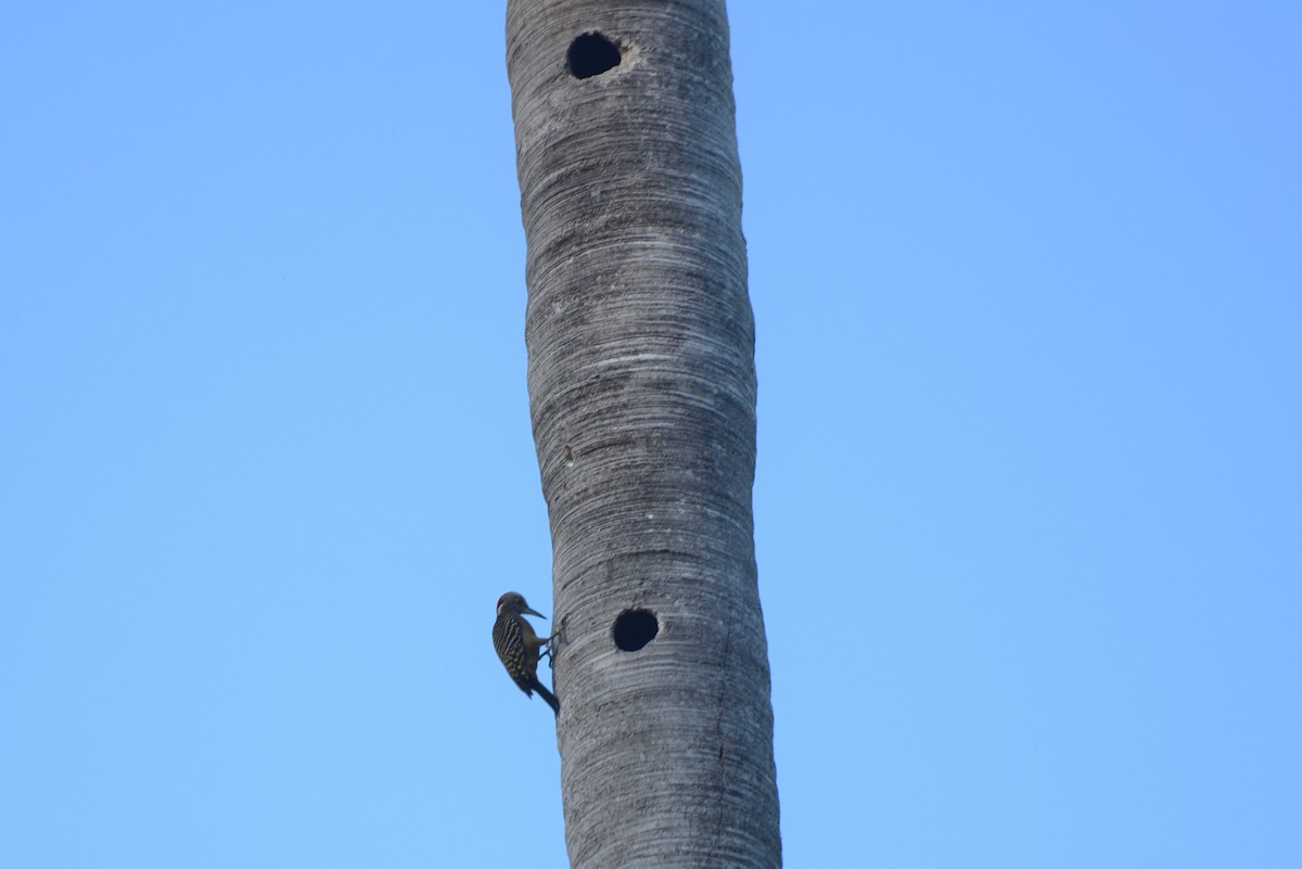 Hispaniolan Woodpecker - ML646420115