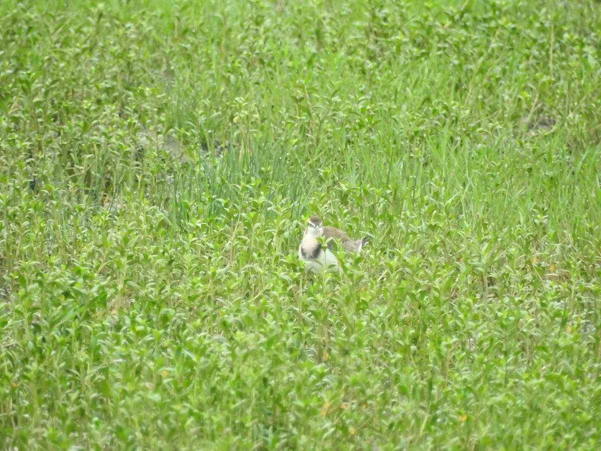 Фазанохвостая якана - ML646420117