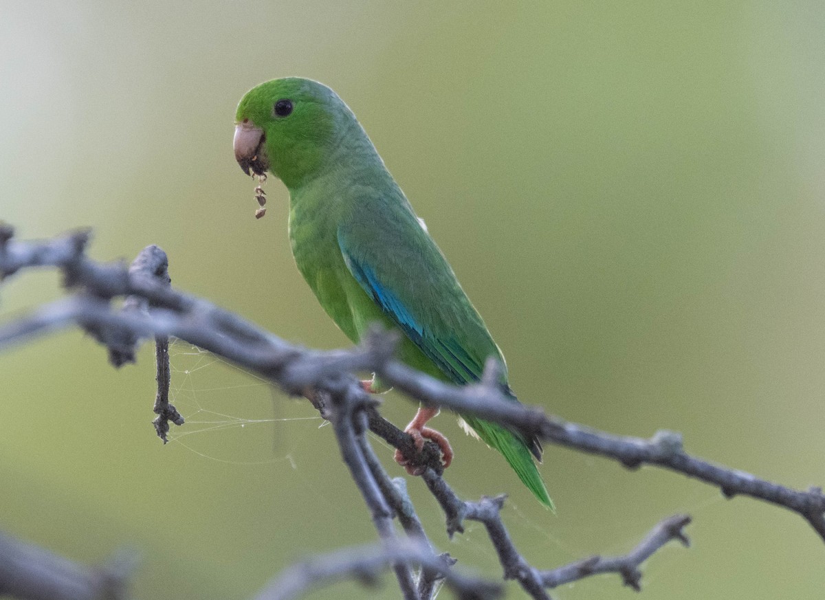 Green-rumped Parrotlet - ML646420118