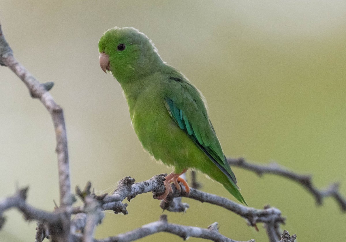Green-rumped Parrotlet - ML646420119