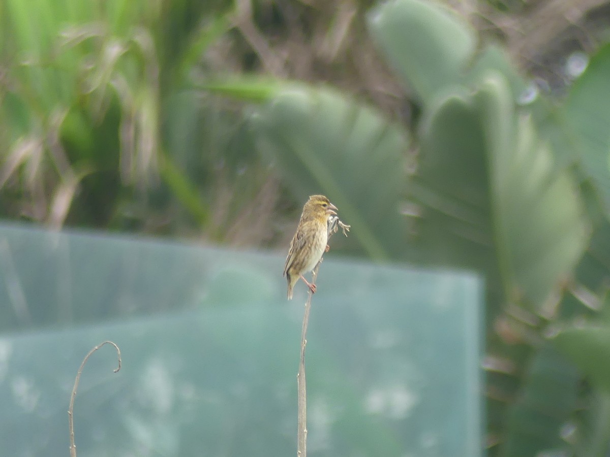 Southern Red Bishop - ML646420120
