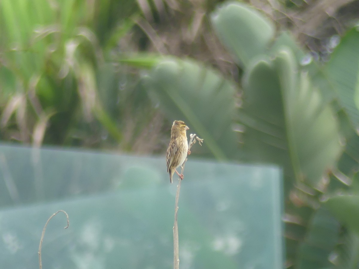 Southern Red Bishop - ML646420121