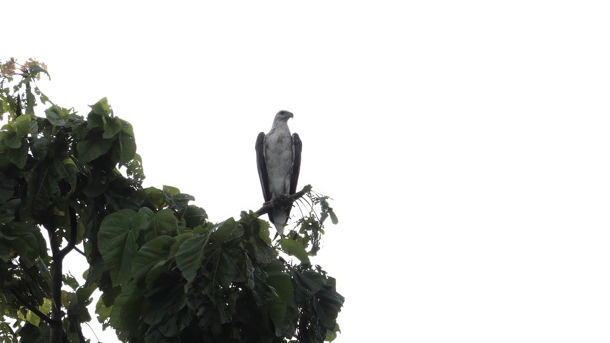 White-bellied Sea-Eagle - ML646420123