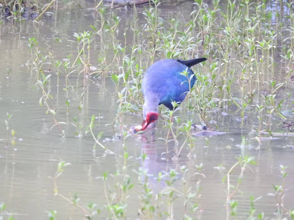 Uroilo urdin burugrisa - ML646420124