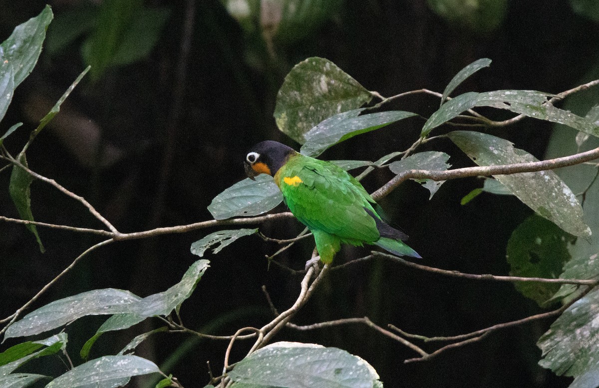 Orange-cheeked Parrot - ML646420125